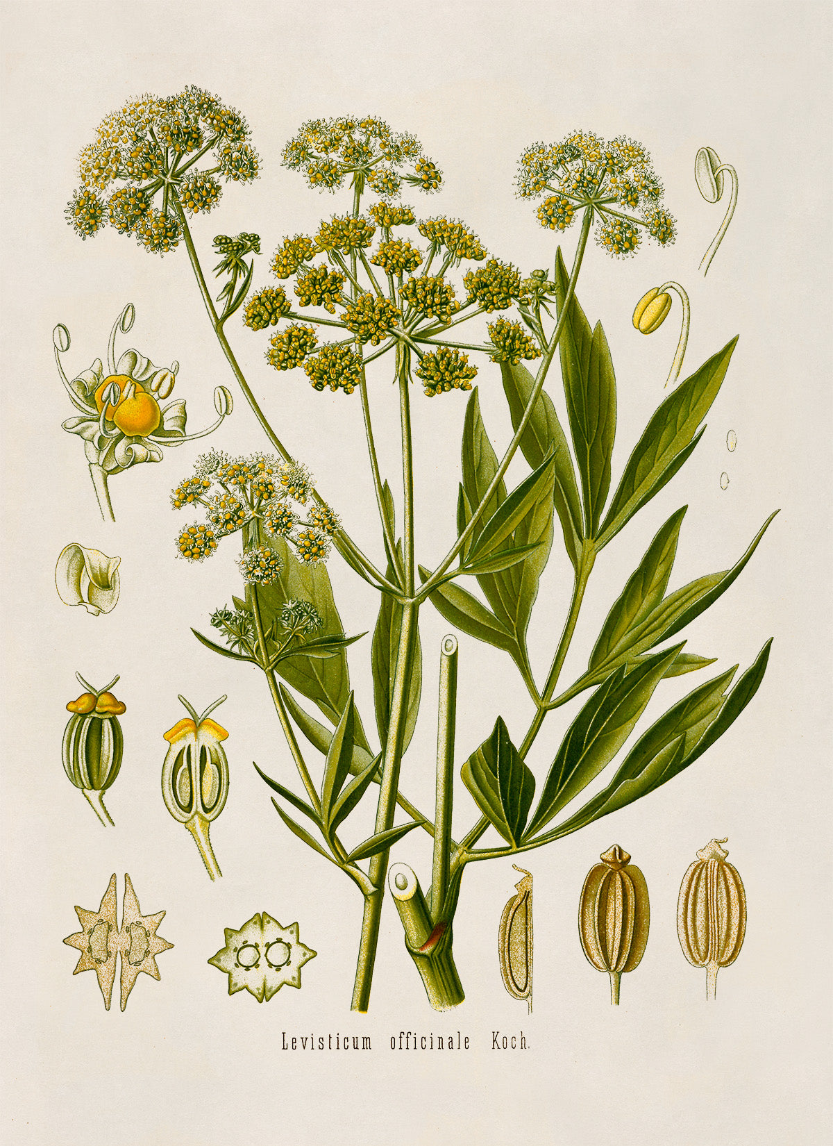 Lovage Plant Botanical Illustration Print, MOBO92