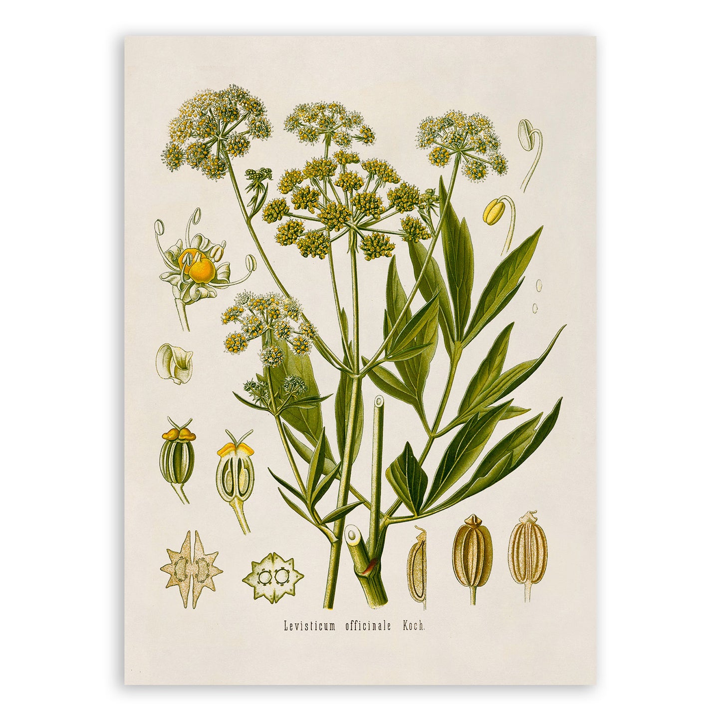 Lovage Plant Botanical Illustration Print, MOBO92