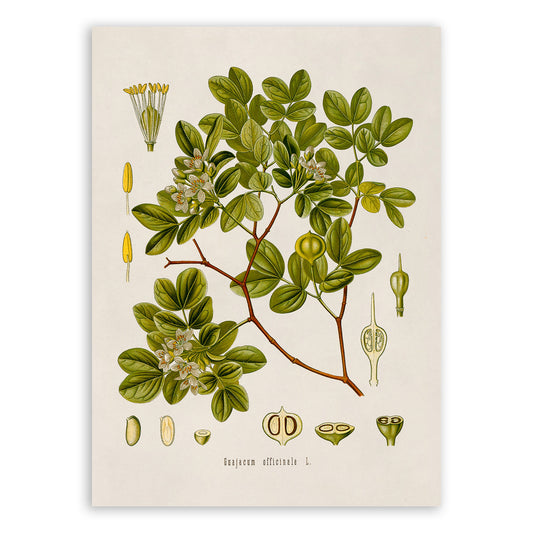 Roughbark Tree Botanical Illustration Print, MOBO93