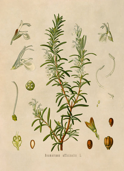 Rosemary Plant Botanical Illustration Print, MOBO94