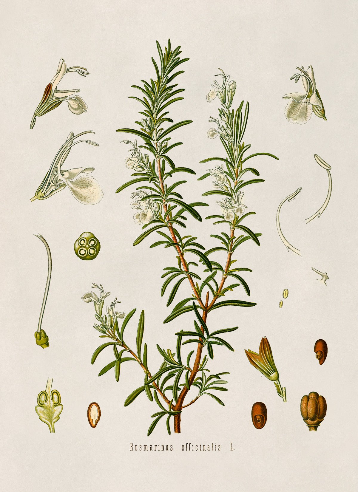 Rosemary Plant Botanical Illustration Print, MOBO94