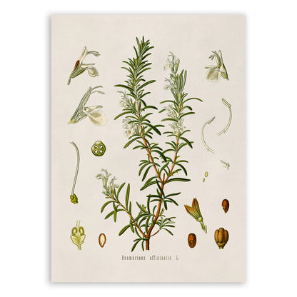 Rosemary Plant Botanical Illustration Print, MOBO94