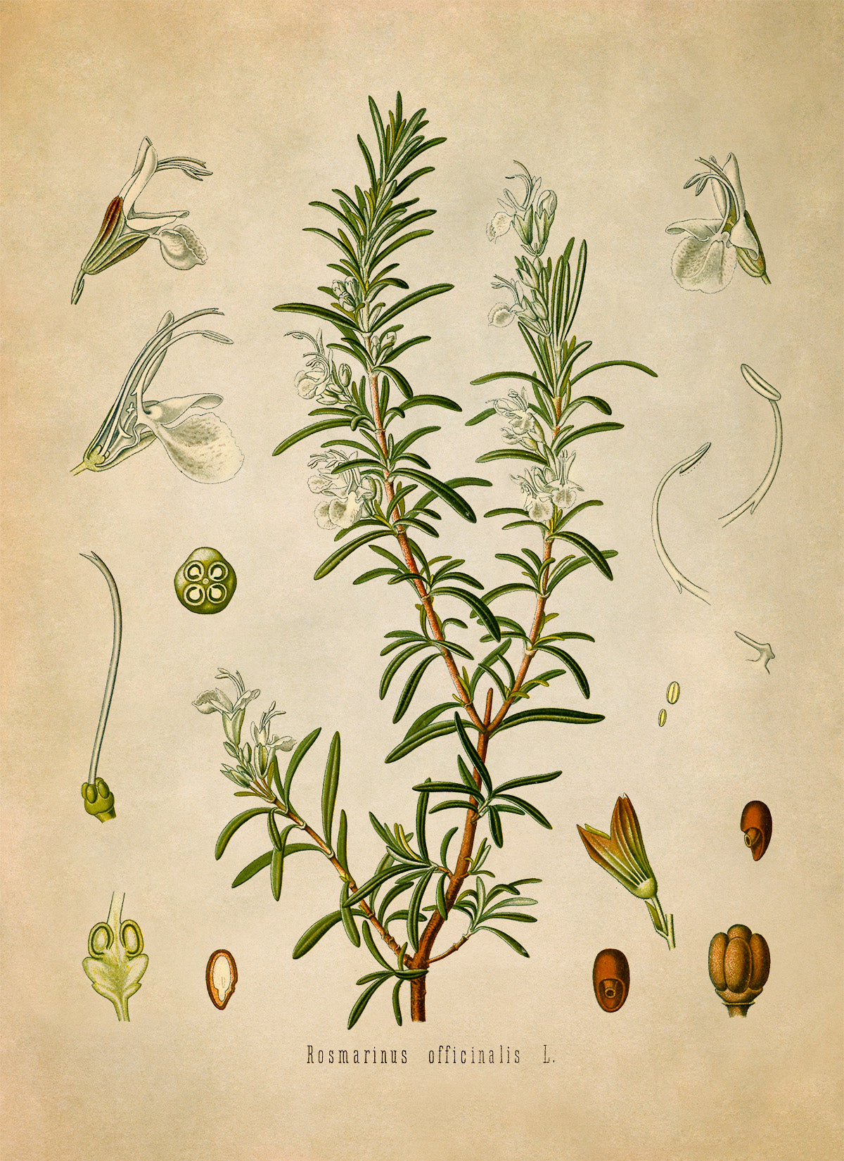 Rosemary Plant Botanical Illustration Print, MOBO94