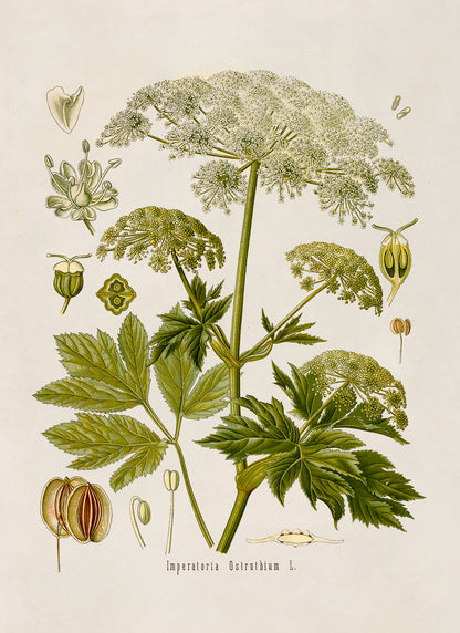 Masterwort Plant Botanical Illustration Print, MOBO95