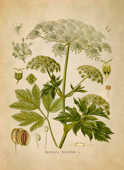 Masterwort Plant Botanical Illustration Print, MOBO95