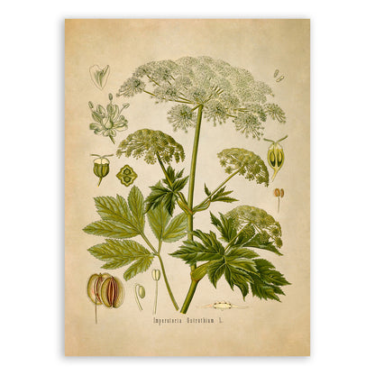 Masterwort Plant Botanical Illustration Print, MOBO95