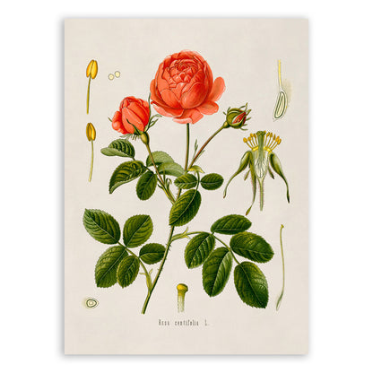 Provence Rose Flower Botanical Illustration Print, MOBO96