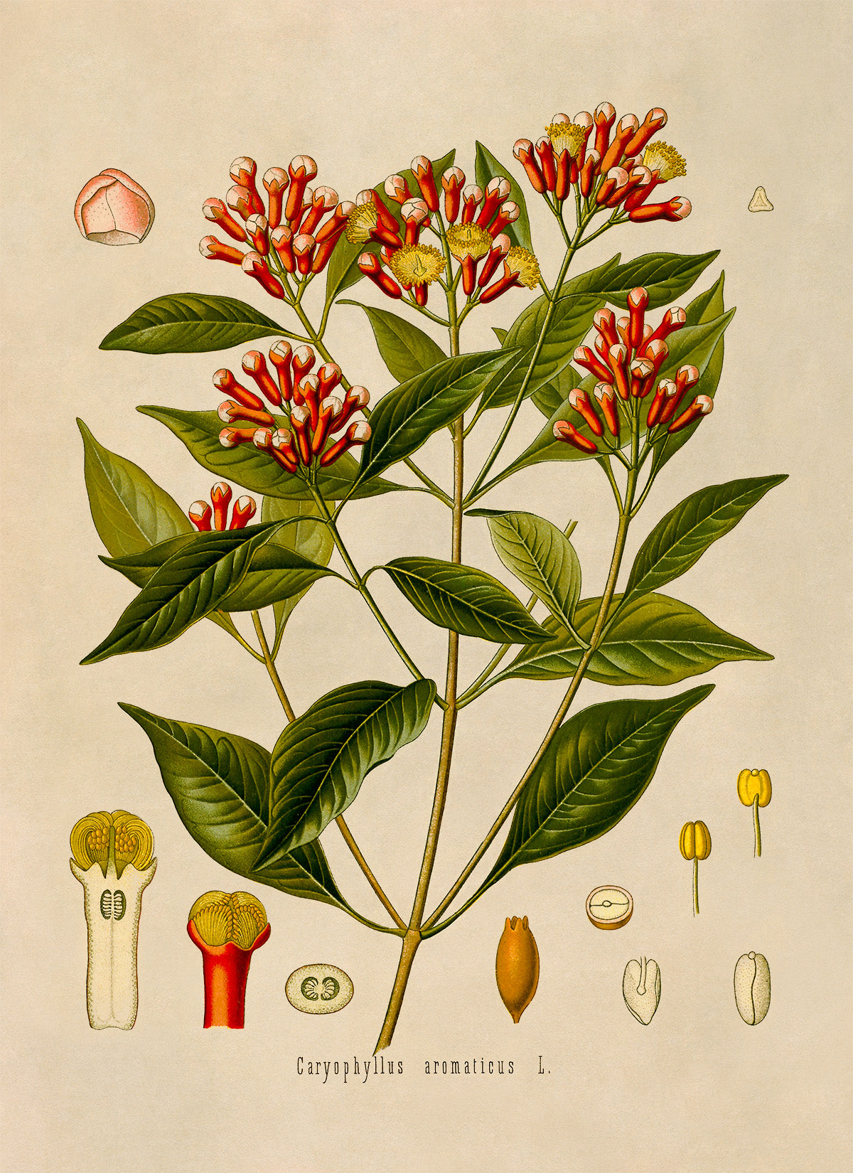 Cloves Plant Botanical Illustration Print, MOBO97