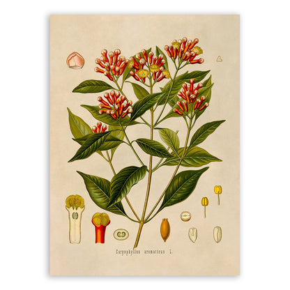 Cloves Plant Botanical Illustration Print, MOBO97