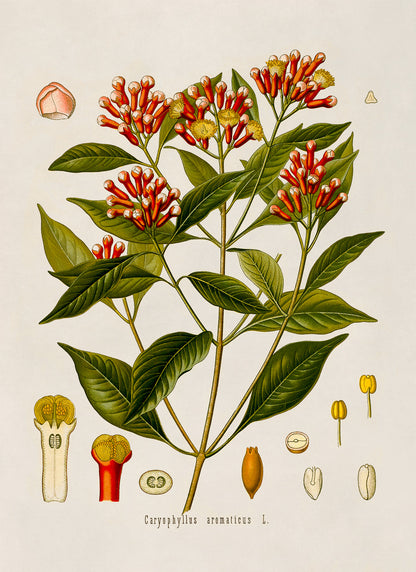 Cloves Plant Botanical Illustration Print, MOBO97