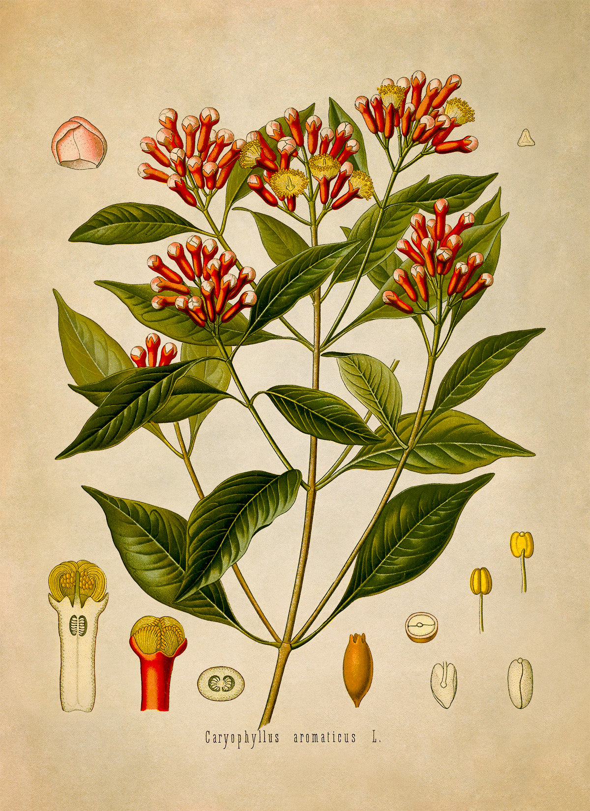 Cloves Plant Botanical Illustration Print, MOBO97