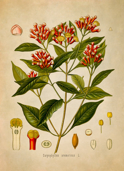 Cloves Plant Botanical Illustration Print, MOBO97