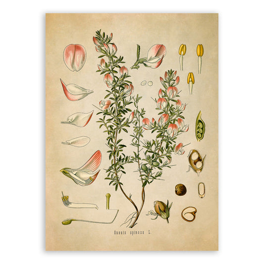 Spiny Restharrow Plant Botanical Illustration Print, MOBO98