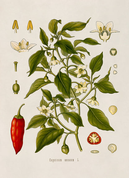 Sweet Chili Pepper Plant Botanical Illustration Print, MOBO99