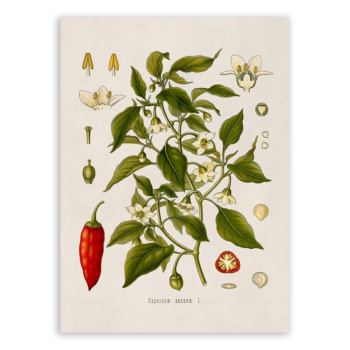 Sweet Chili Pepper Plant Botanical Illustration Print, MOBO99