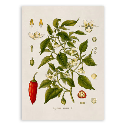 Sweet Chili Pepper Plant Botanical Illustration Print, MOBO99