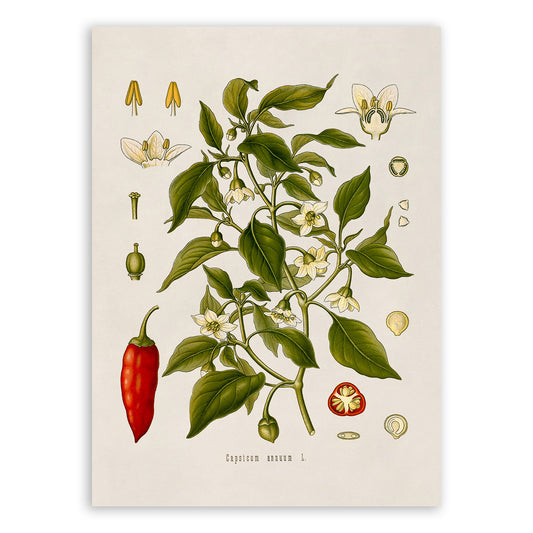 Sweet Chili Pepper Plant Botanical Illustration Print, MOBO99