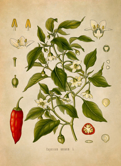 Sweet Chili Pepper Plant Botanical Illustration Print, MOBO99