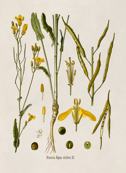 Rapeseed Plant Botanical Illustration Print, MOBO9