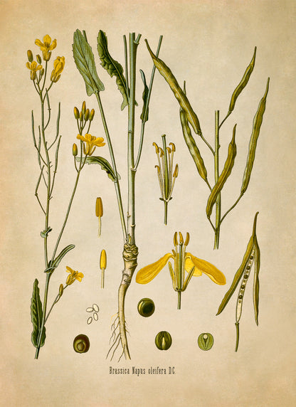 Rapeseed Plant Botanical Illustration Print, MOBO9