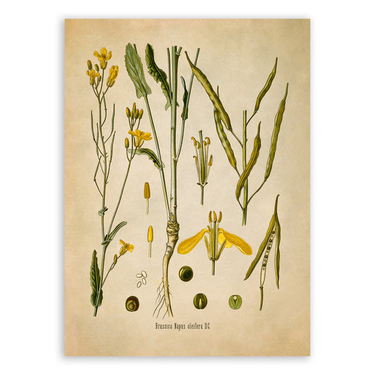 Rapeseed Plant Botanical Illustration Print, MOBO9